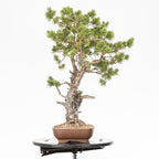 Bonsái - Pino silvestre (Pinus sylvestris) - PS10638