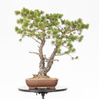 Bonsái - Pino silvestre (Pinus sylvestris) - PS10638