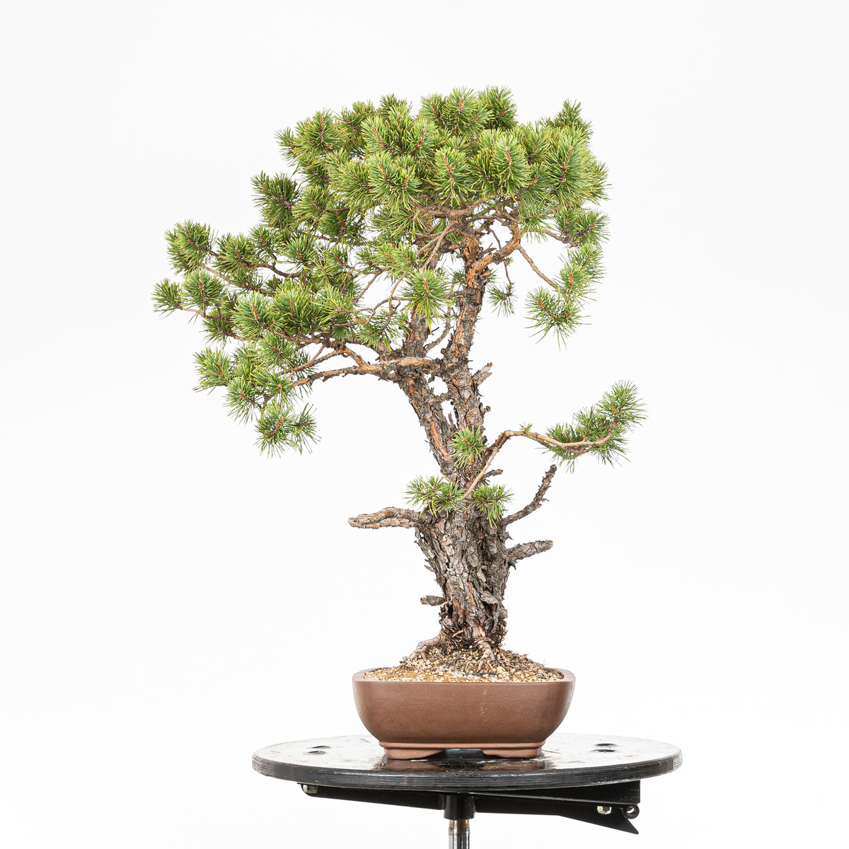 Bonsái - Pino silvestre (Pinus sylvestris) - PS10638