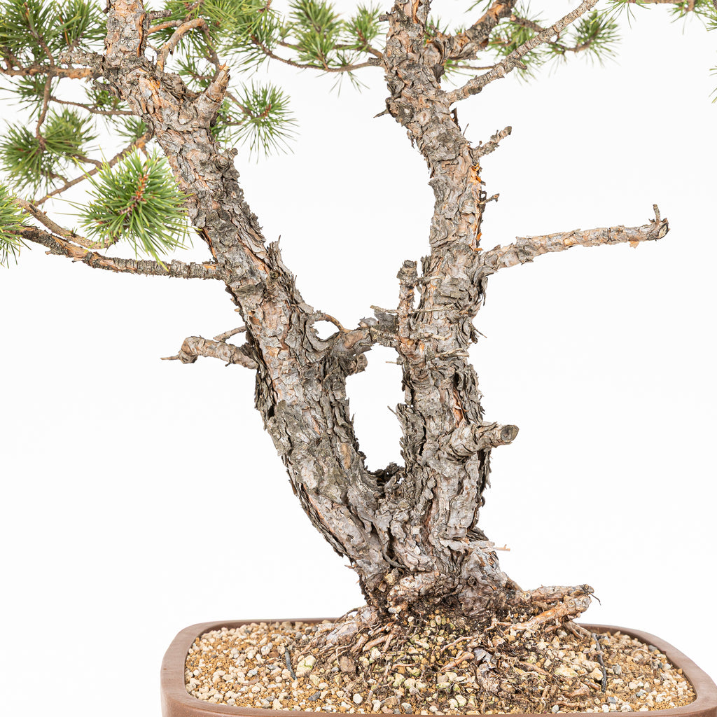 Bonsái - Pino silvestre (Pinus sylvestris) - PS10638