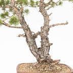 Bonsái - Pino silvestre (Pinus sylvestris) - PS10638