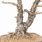 Bonsái - Pino silvestre (Pinus sylvestris) - PS10638