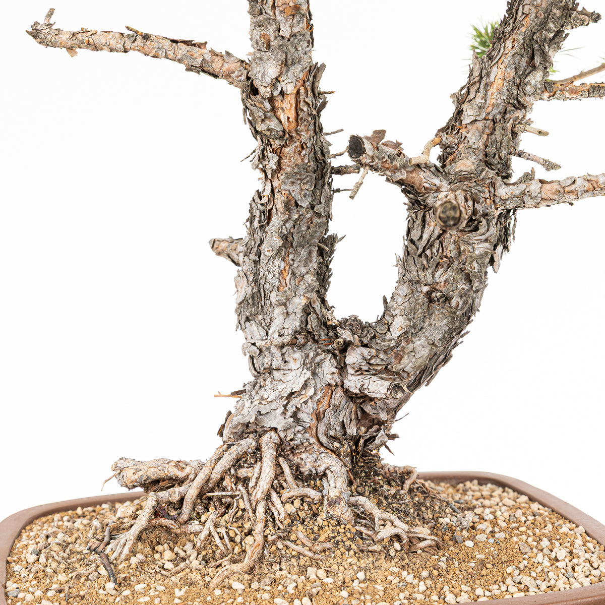 Bonsái - Pino silvestre (Pinus sylvestris) - PS10638
