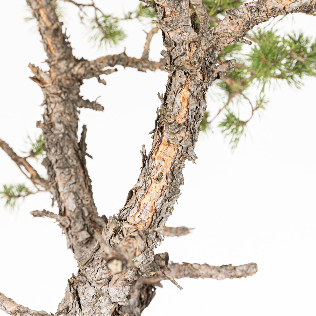 Bonsái - Pino silvestre (Pinus sylvestris) - PS10638