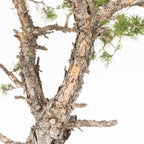Bonsái - Pino silvestre (Pinus sylvestris) - PS10638