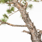 Bonsái - Pino silvestre (Pinus sylvestris) - PS10638