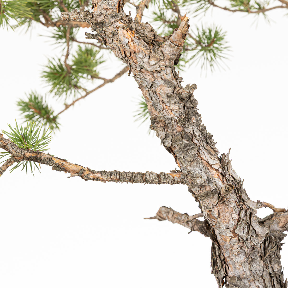 Bonsái - Pino silvestre (Pinus sylvestris) - PS10638