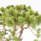 Bonsái - Pino silvestre (Pinus sylvestris) - PS10638