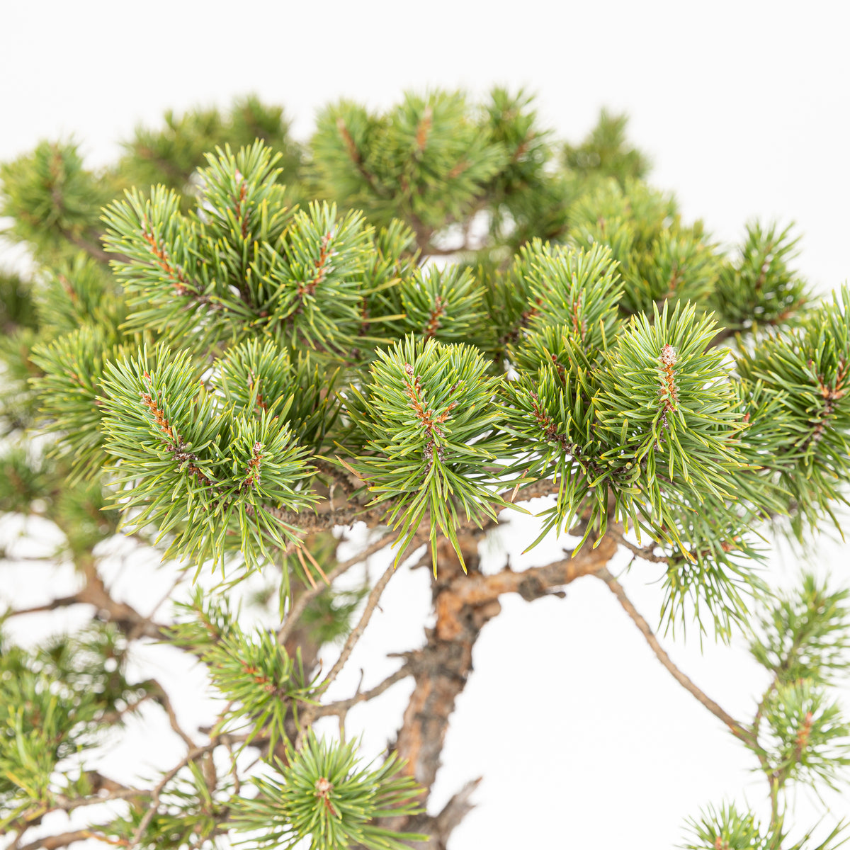 Bonsái - Pino silvestre (Pinus sylvestris) - PS10638