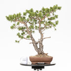 Bonsái - Pino silvestre (Pinus sylvestris) - PS10638