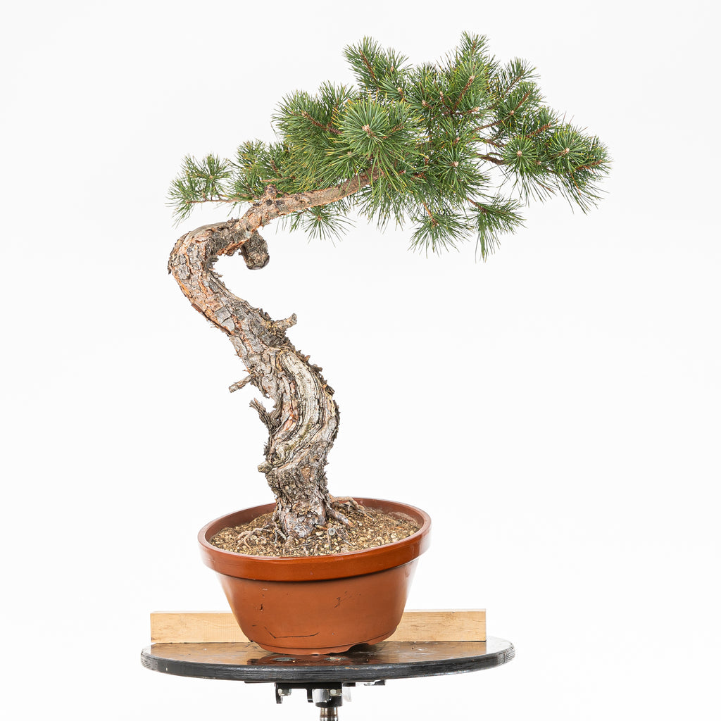 Bonsái - Pino silvestre (Pinus sylvestris) - PS10639
