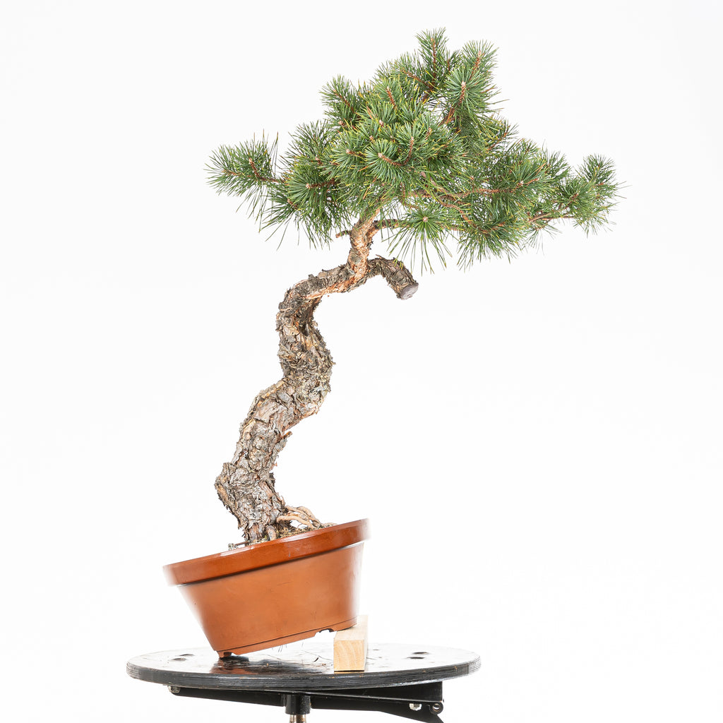 Bonsái - Pino silvestre (Pinus sylvestris) - PS10639