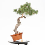 Bonsái - Pino silvestre (Pinus sylvestris) - PS10639