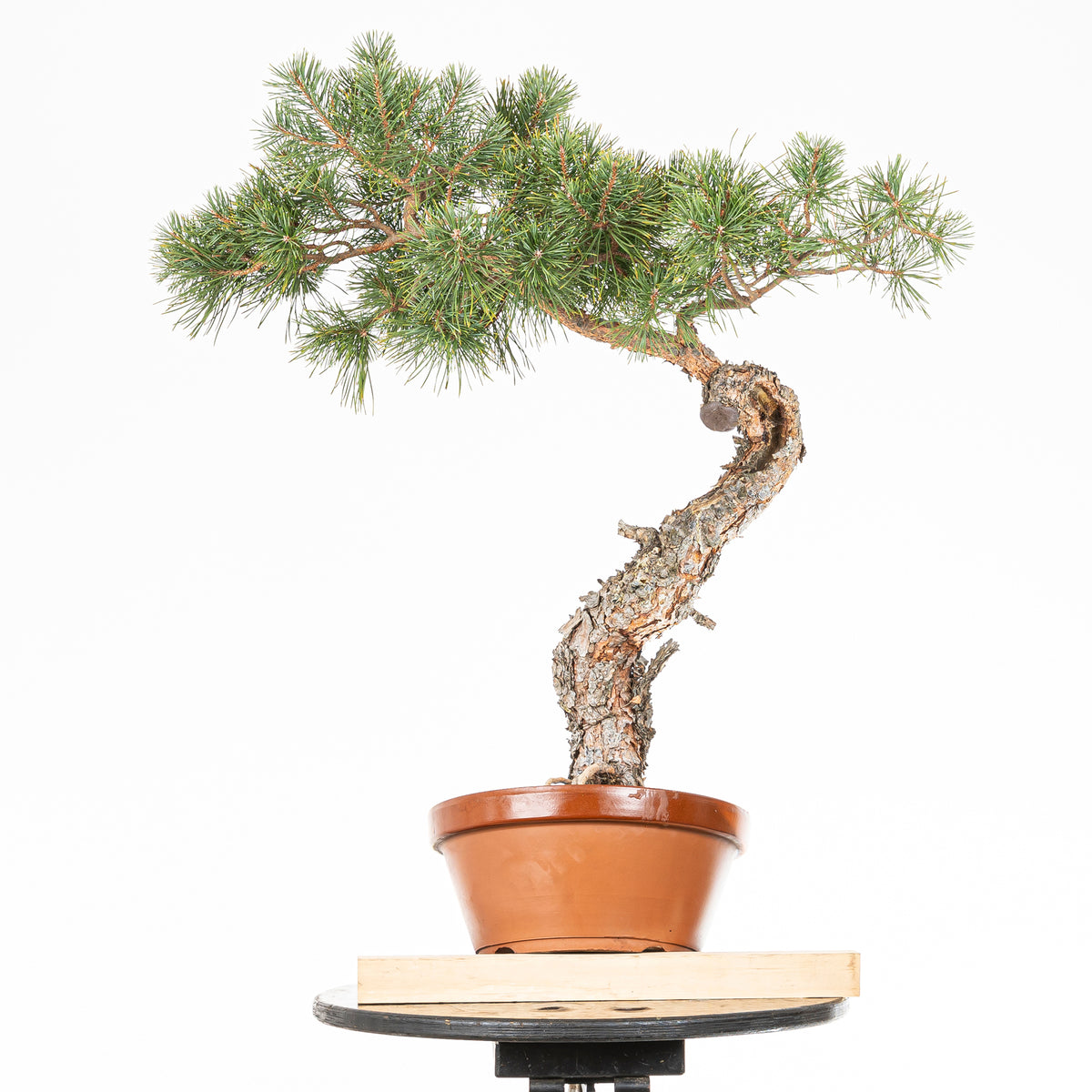Bonsái - Pino silvestre (Pinus sylvestris) - PS10639
