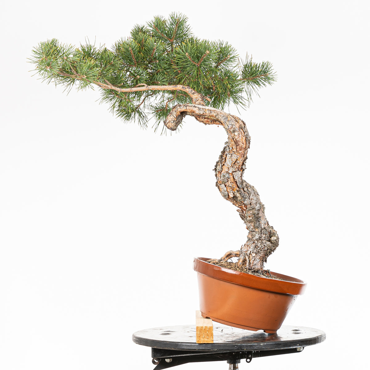 Bonsái - Pino silvestre (Pinus sylvestris) - PS10639