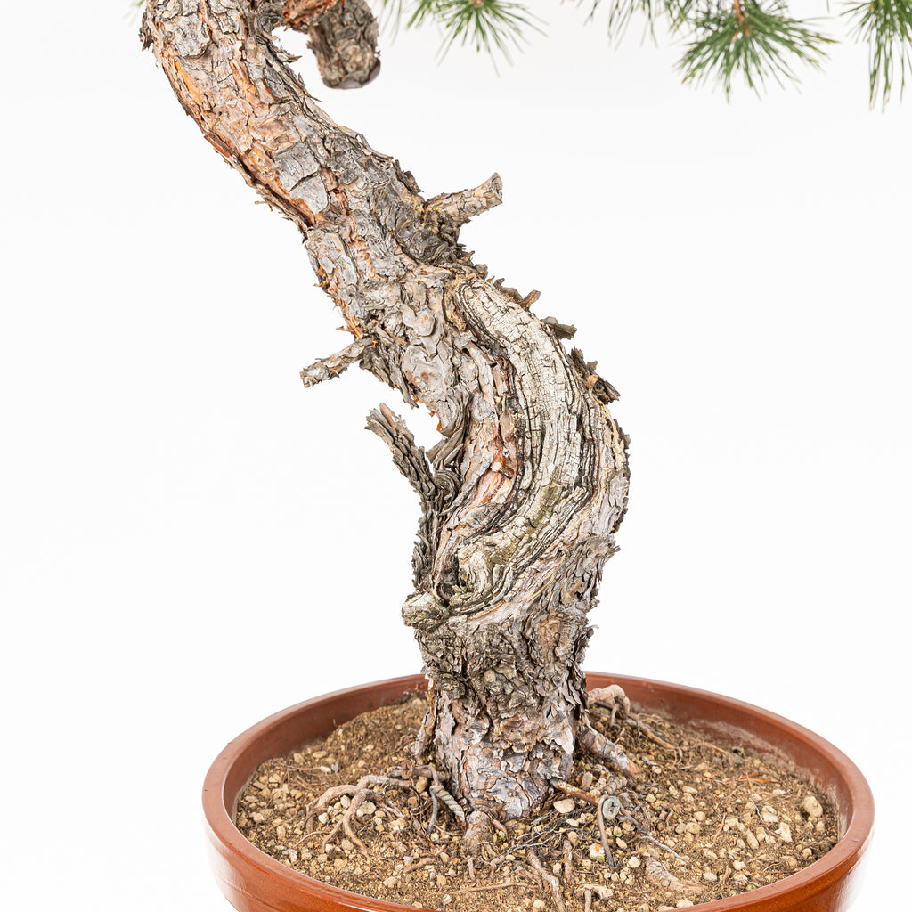 Bonsái - Pino silvestre (Pinus sylvestris) - PS10639