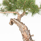 Bonsái - Pino silvestre (Pinus sylvestris) - PS10639
