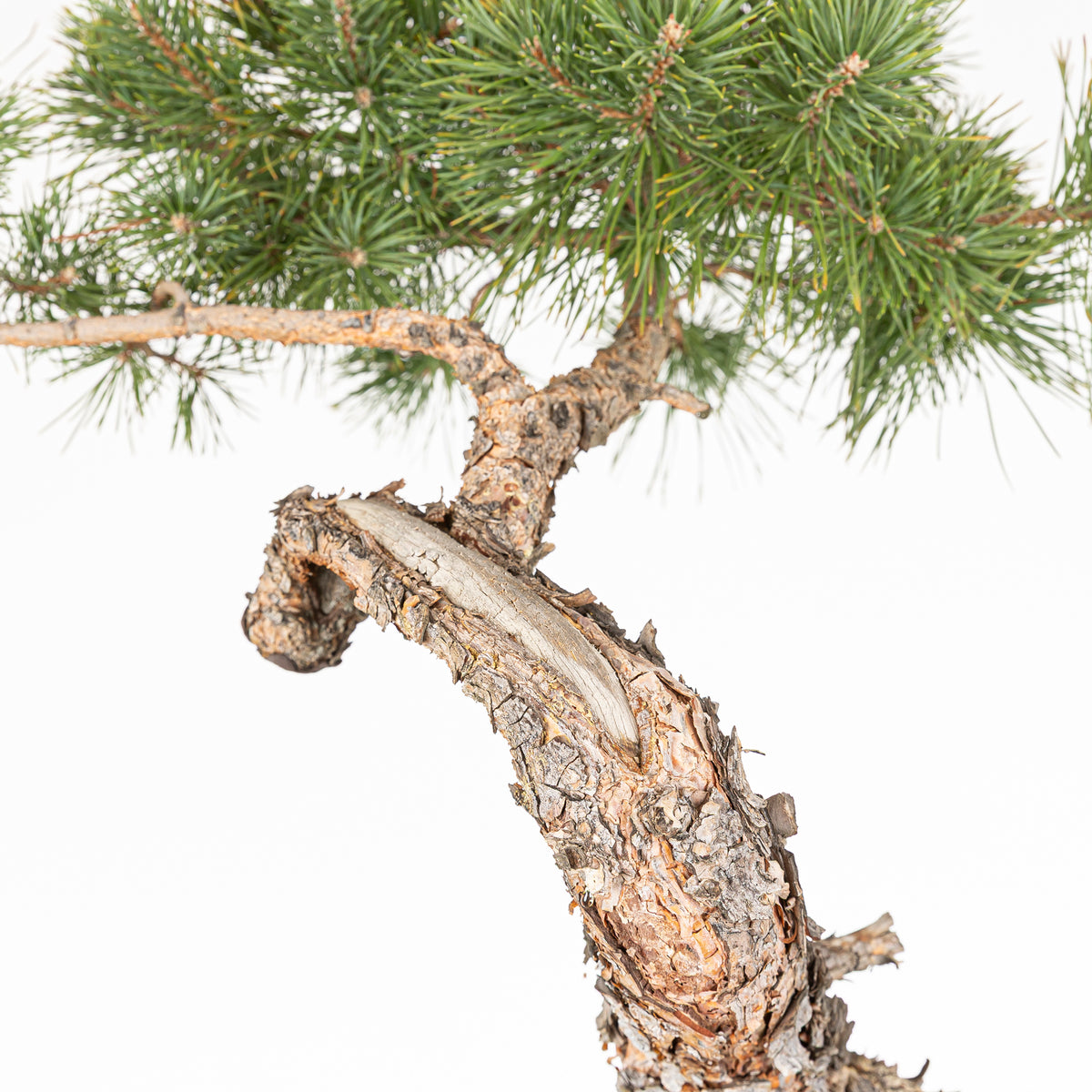Bonsái - Pino silvestre (Pinus sylvestris) - PS10639
