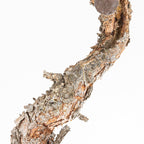 Bonsái - Pino silvestre (Pinus sylvestris) - PS10639