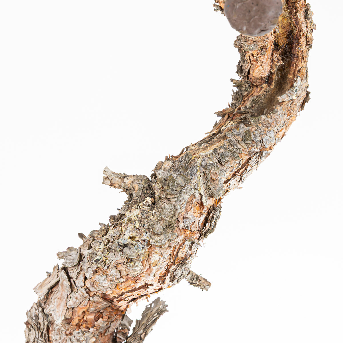 Bonsái - Pino silvestre (Pinus sylvestris) - PS10639