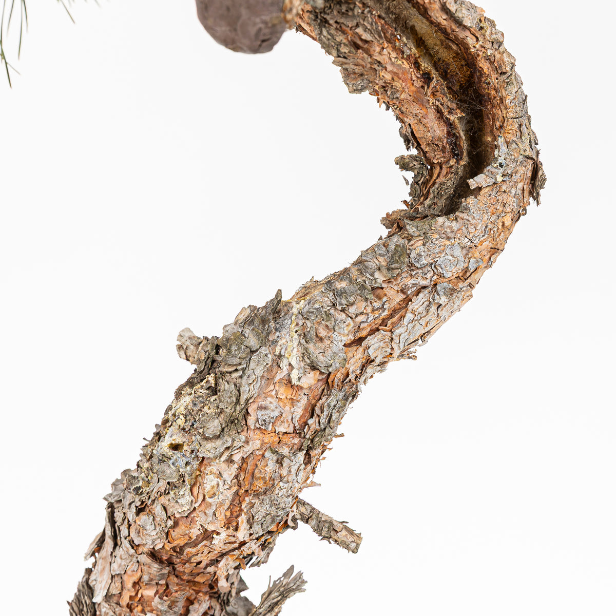 Bonsái - Pino silvestre (Pinus sylvestris) - PS10639