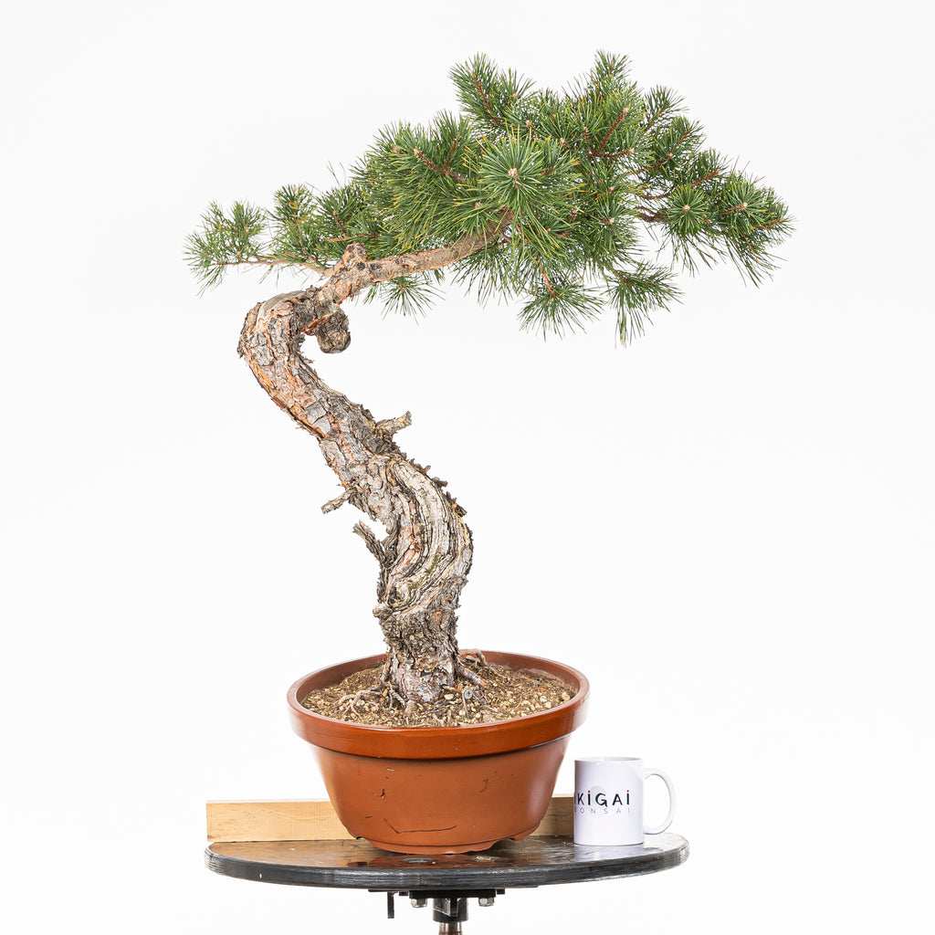 Bonsái - Pino silvestre (Pinus sylvestris) - PS10639