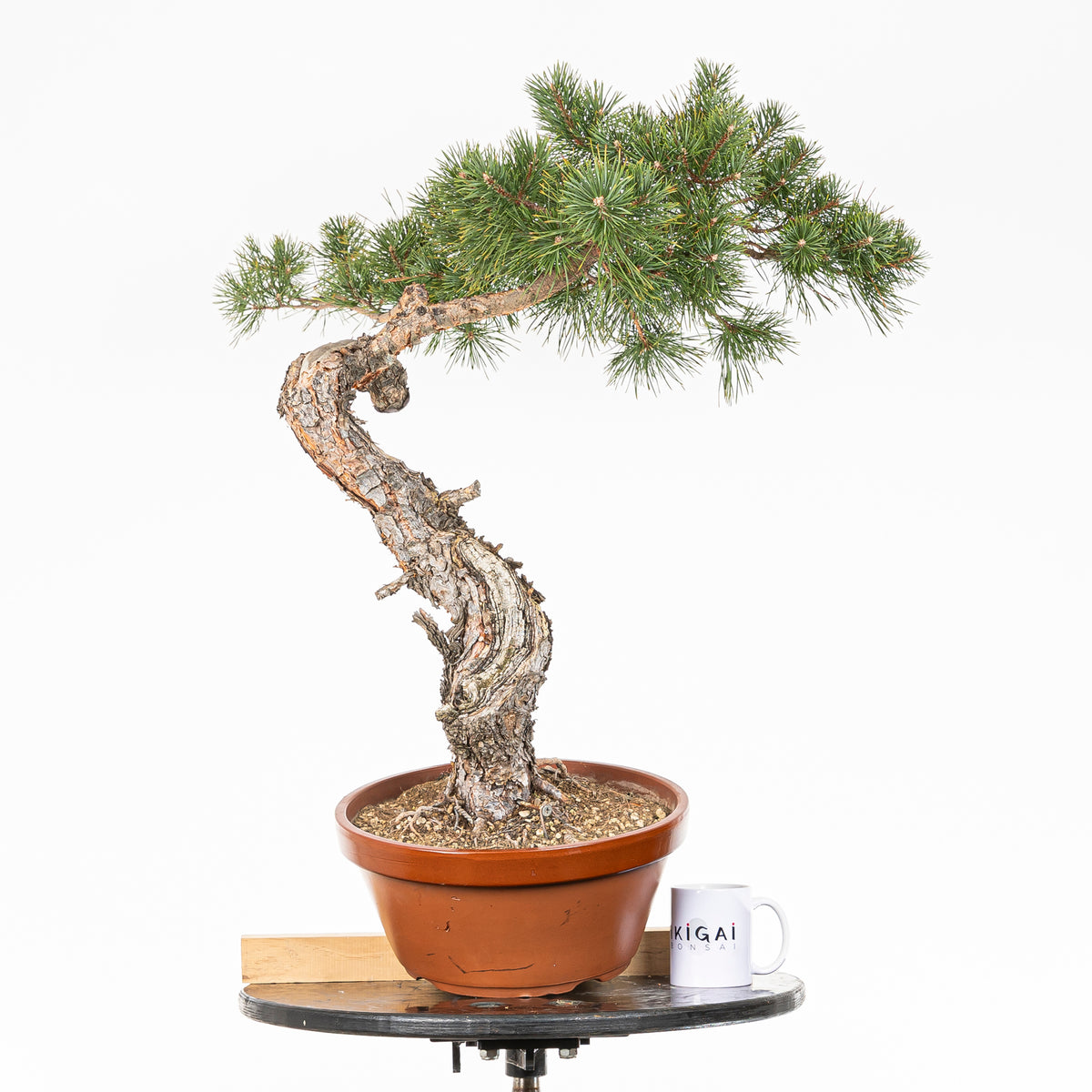 Bonsái - Pino silvestre (Pinus sylvestris) - PS10639