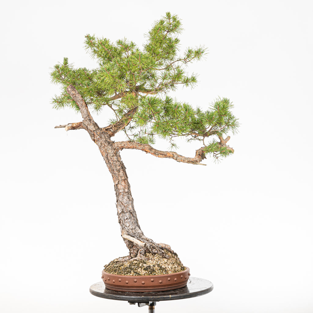 Bonsái - Pino silvestre (Pinus sylvestris) - PS10640