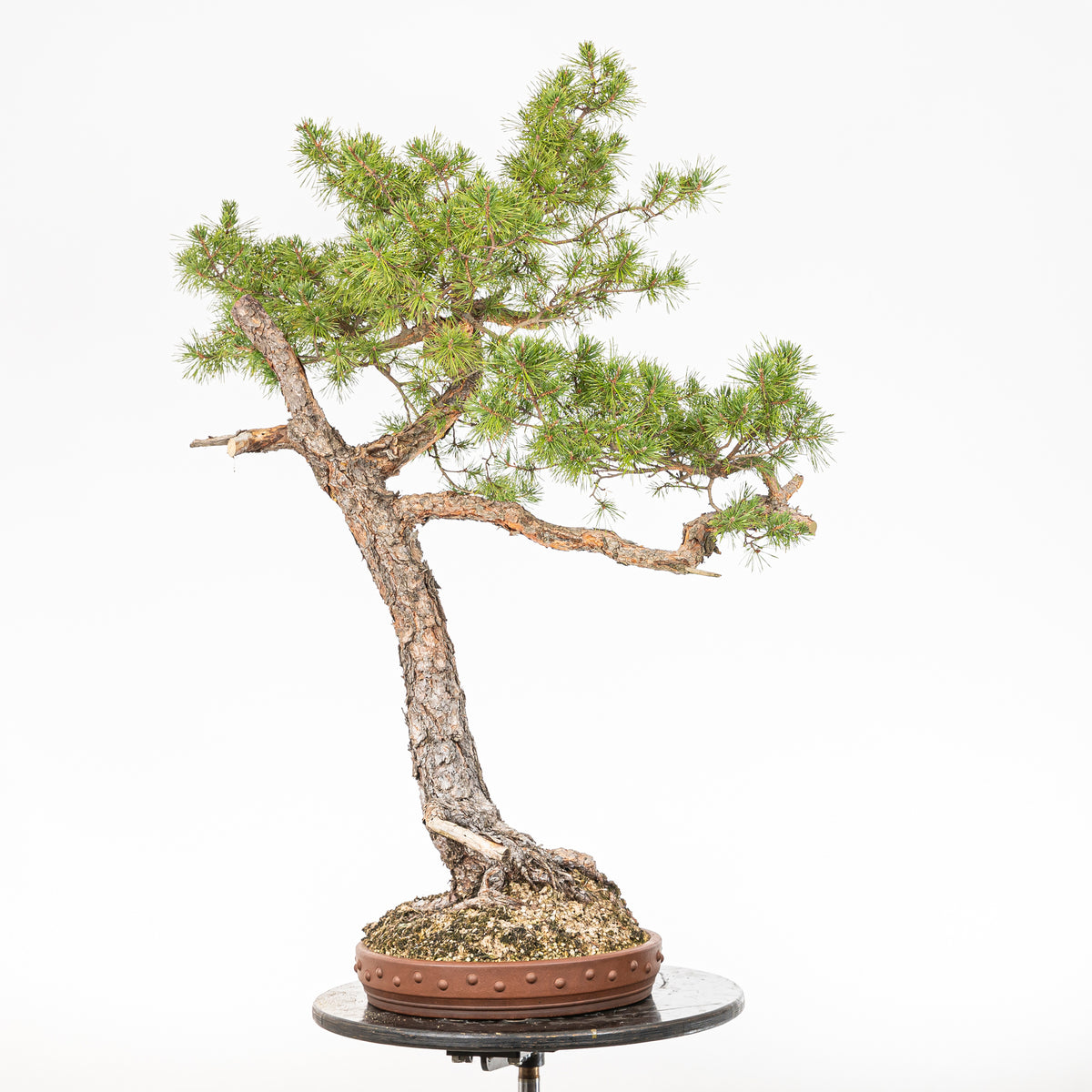 Bonsái - Pino silvestre (Pinus sylvestris) - PS10640