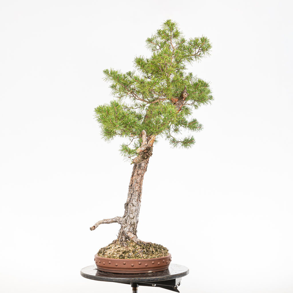 Bonsái - Pino silvestre (Pinus sylvestris) - PS10640