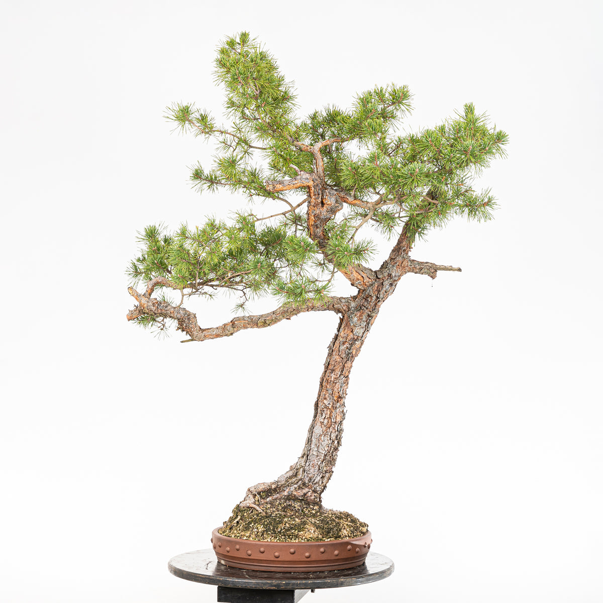 Bonsái - Pino silvestre (Pinus sylvestris) - PS10640
