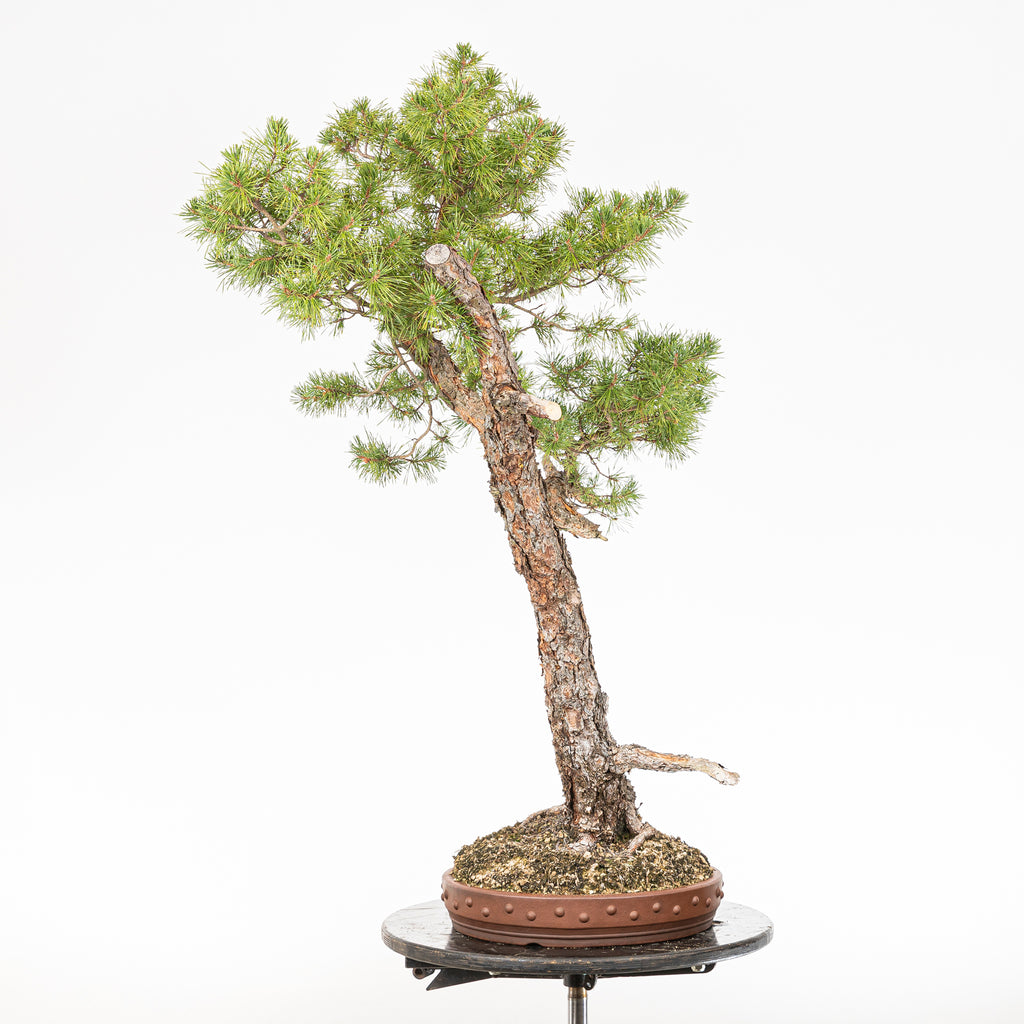 Bonsái - Pino silvestre (Pinus sylvestris) - PS10640