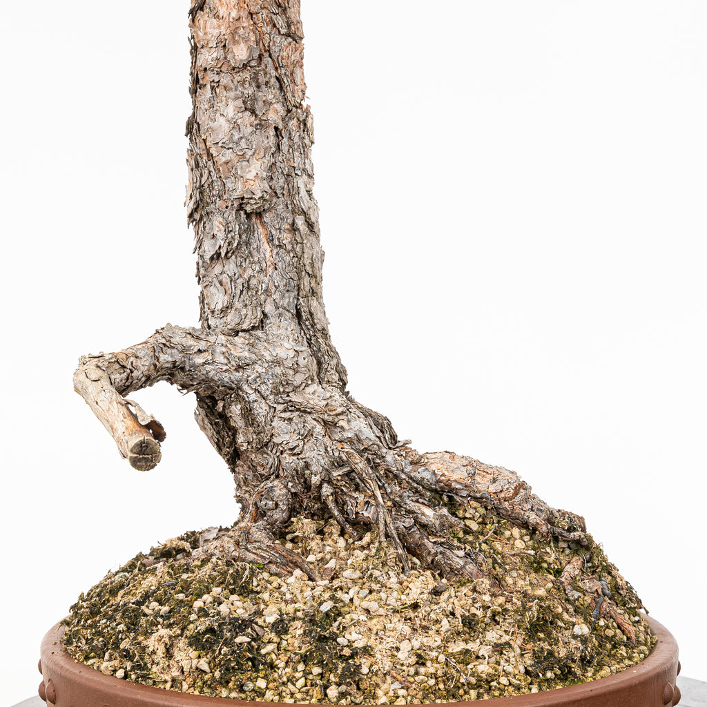 Bonsái - Pino silvestre (Pinus sylvestris) - PS10640