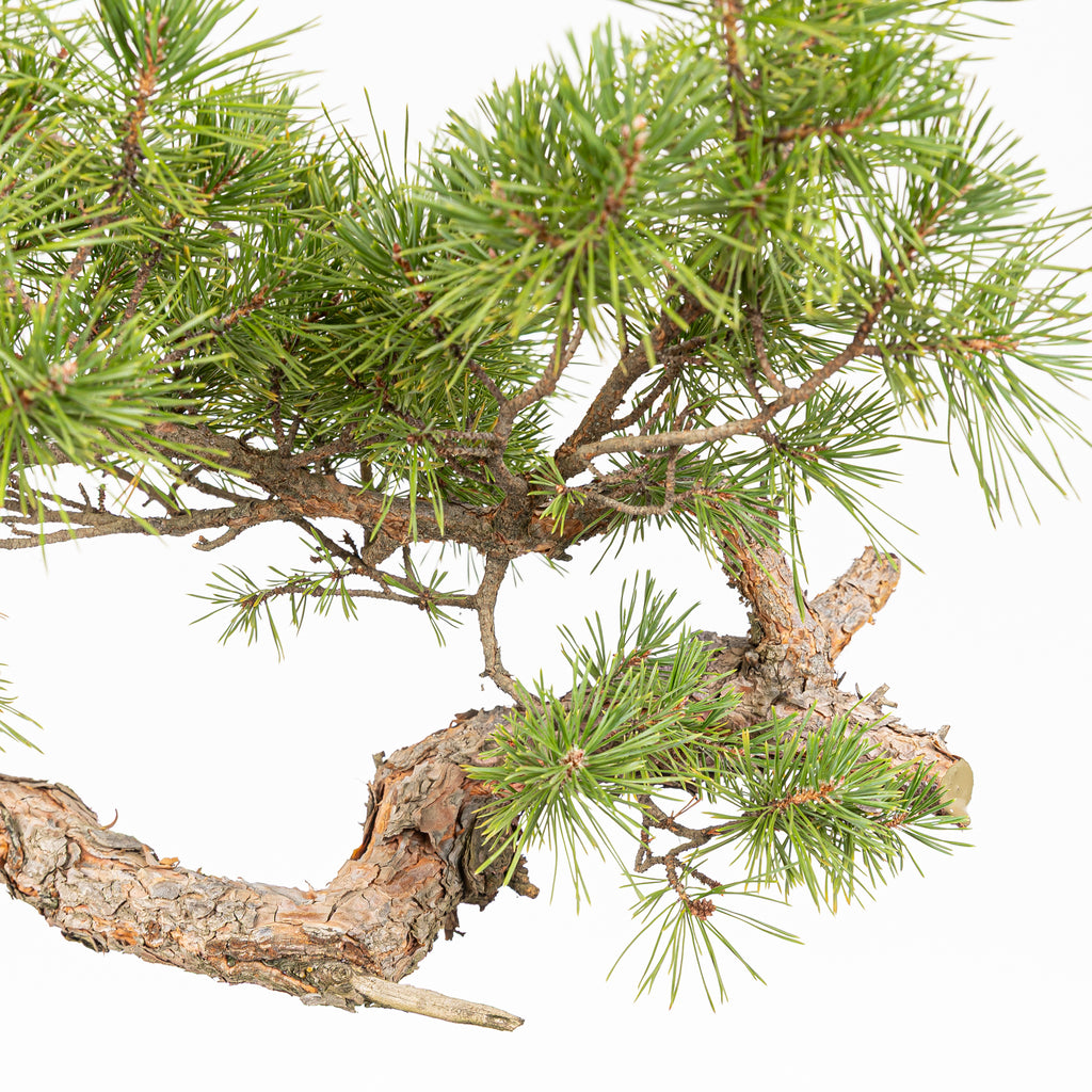 Bonsái - Pino silvestre (Pinus sylvestris) - PS10640