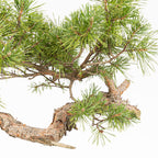 Bonsái - Pino silvestre (Pinus sylvestris) - PS10640