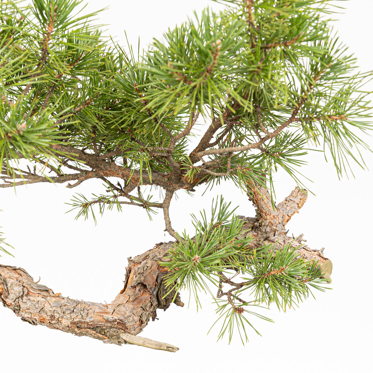 Bonsái - Pino silvestre (Pinus sylvestris) - PS10640