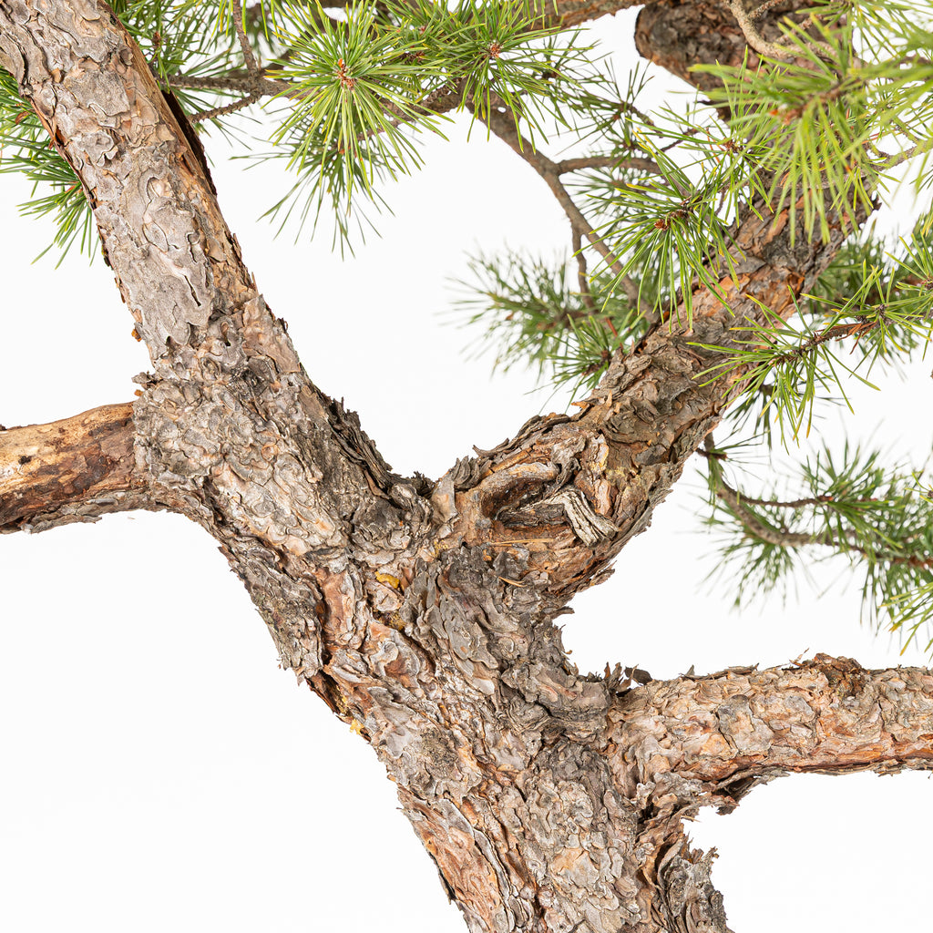 Bonsái - Pino silvestre (Pinus sylvestris) - PS10640