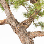 Bonsái - Pino silvestre (Pinus sylvestris) - PS10640