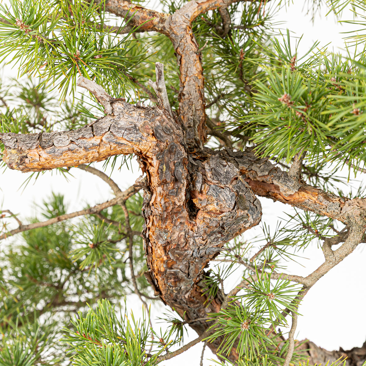 Bonsái - Pino silvestre (Pinus sylvestris) - PS10640