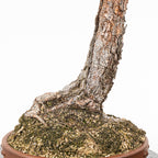 Bonsái - Pino silvestre (Pinus sylvestris) - PS10640