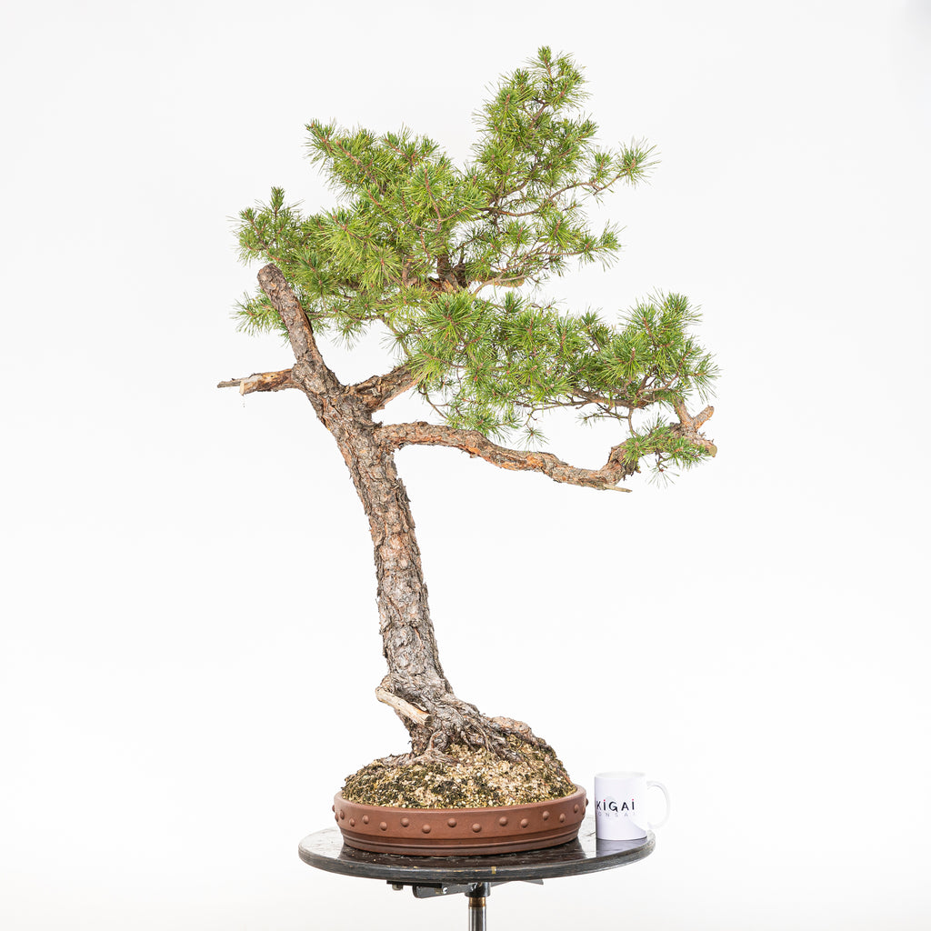 Bonsái - Pino silvestre (Pinus sylvestris) - PS10640