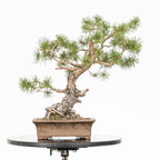 Bonsái - Pino silvestre (Pinus sylvestris) - PS10641
