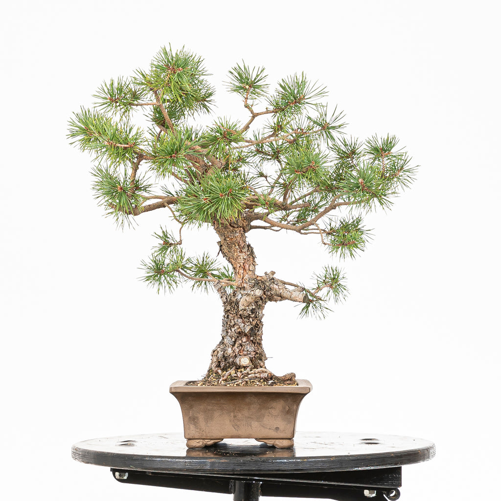 Bonsái - Pino silvestre (Pinus sylvestris) - PS10641