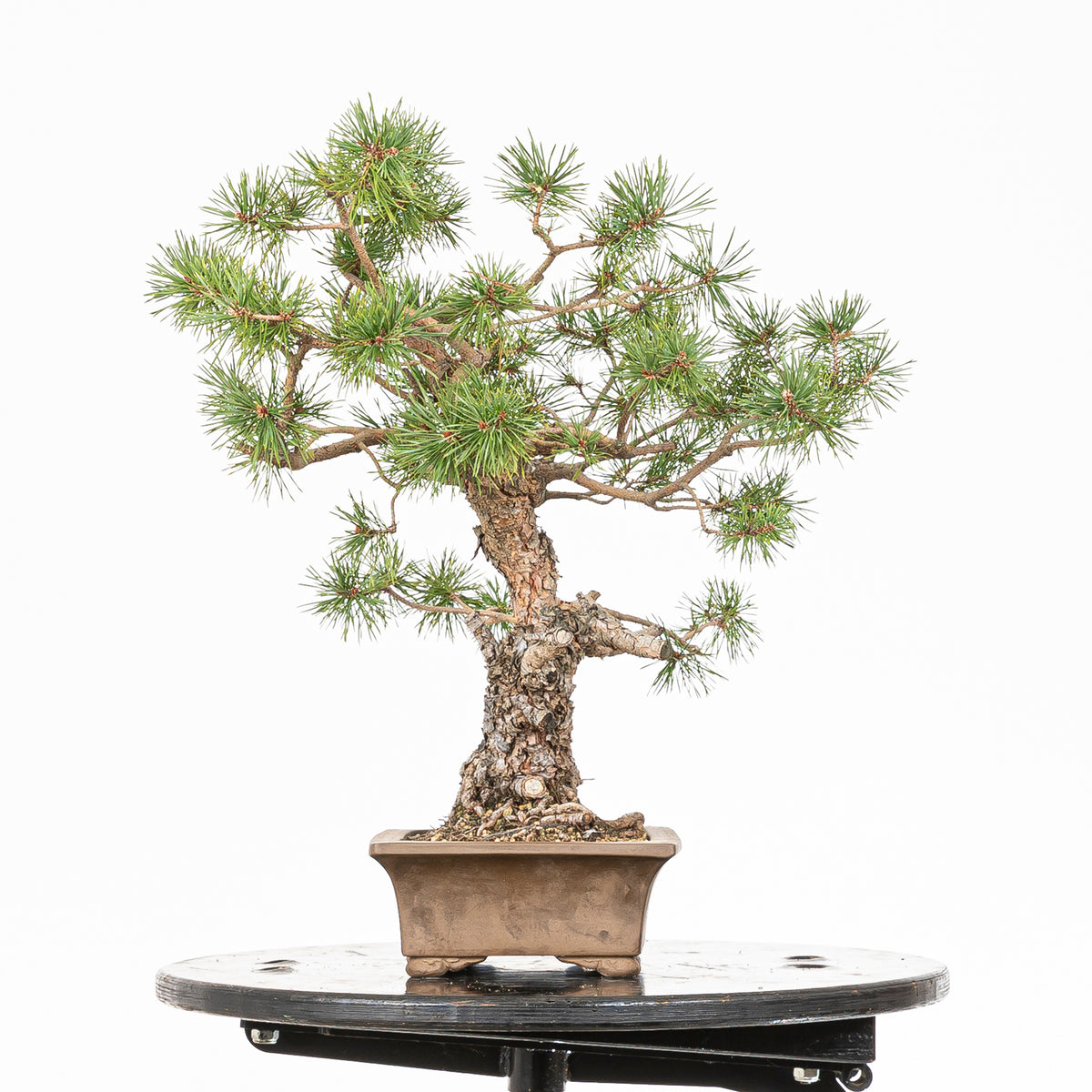 Bonsái - Pino silvestre (Pinus sylvestris) - PS10641