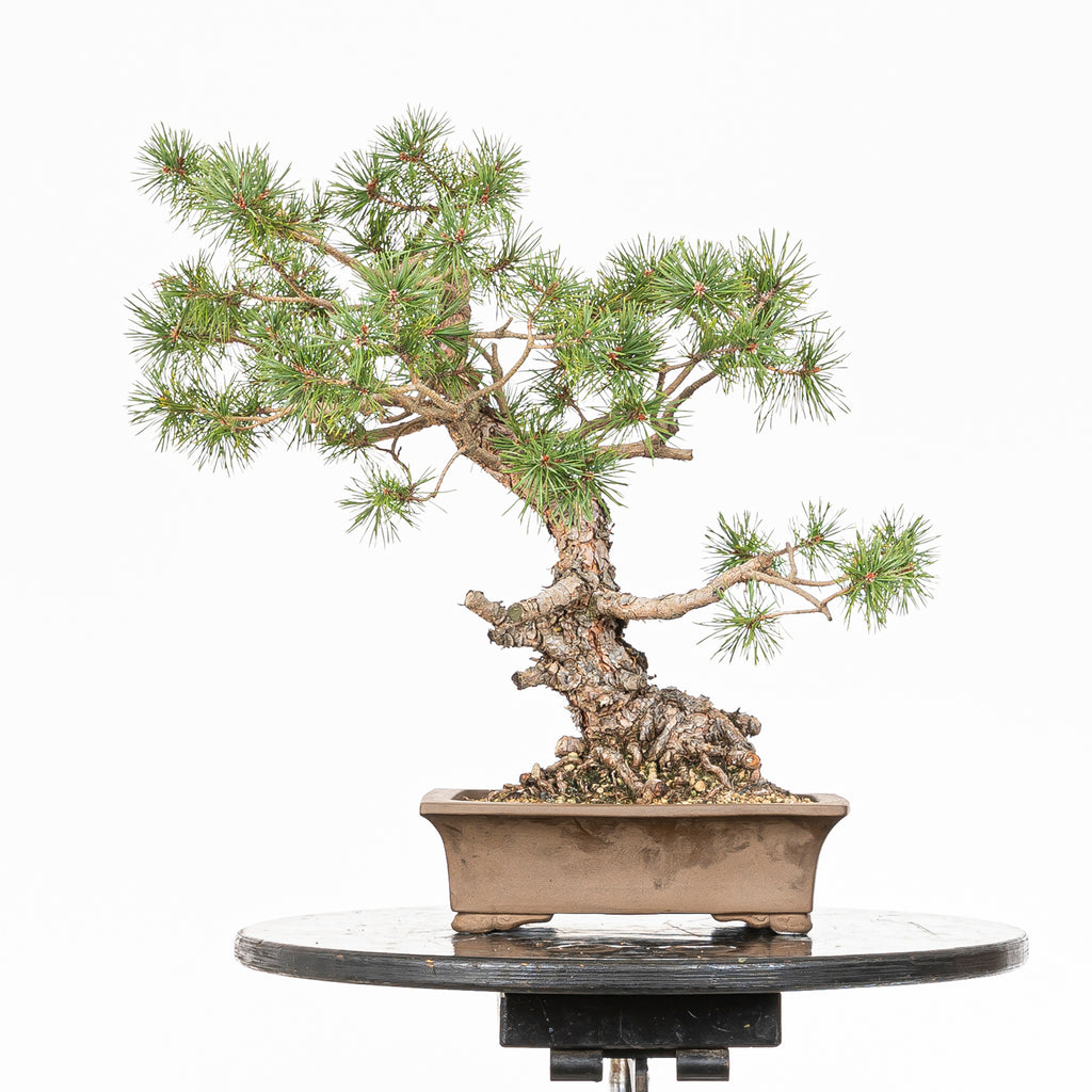 Bonsái - Pino silvestre (Pinus sylvestris) - PS10641