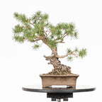 Bonsái - Pino silvestre (Pinus sylvestris) - PS10641