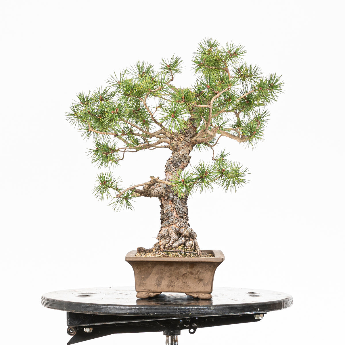 Bonsái - Pino silvestre (Pinus sylvestris) - PS10641
