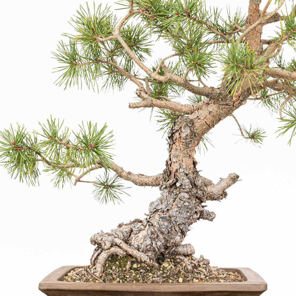 Bonsái - Pino silvestre (Pinus sylvestris) - PS10641