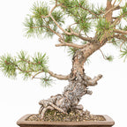 Bonsái - Pino silvestre (Pinus sylvestris) - PS10641