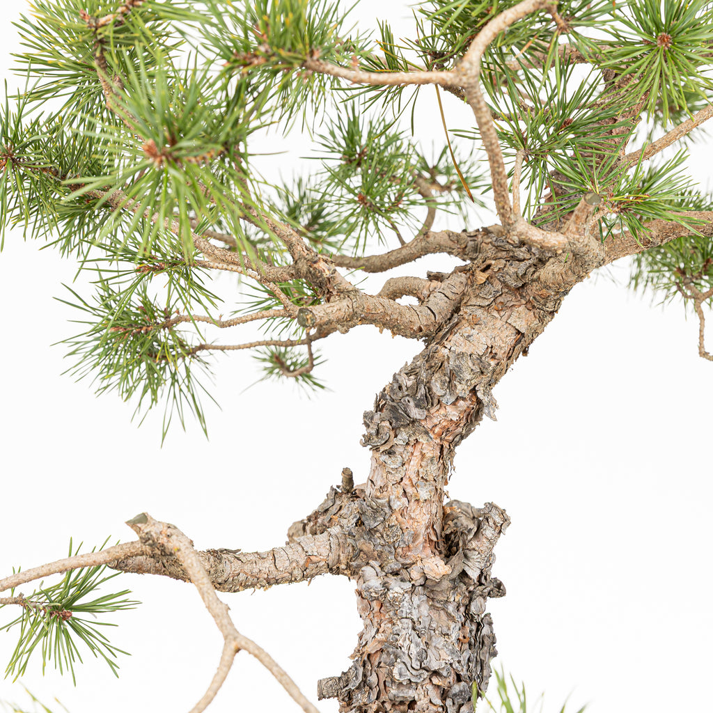 Bonsái - Pino silvestre (Pinus sylvestris) - PS10641